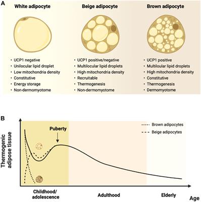 Thermogenic adipose tissue aging: Mechanisms and implications